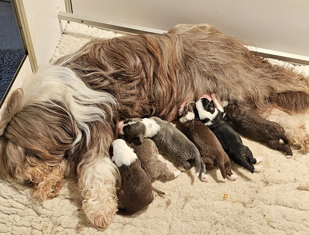 chiot Bearded Collie de L'Ouvernhat